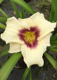 Hemerocallis 'Pandora's Box'